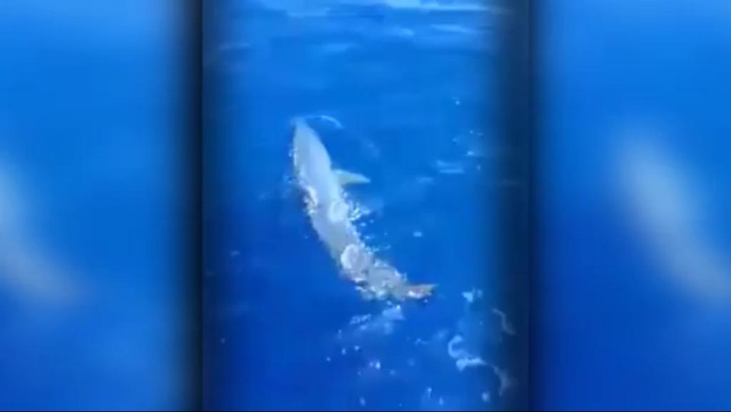 Uno squalo Pinna nera al largo di Marina di Pisa