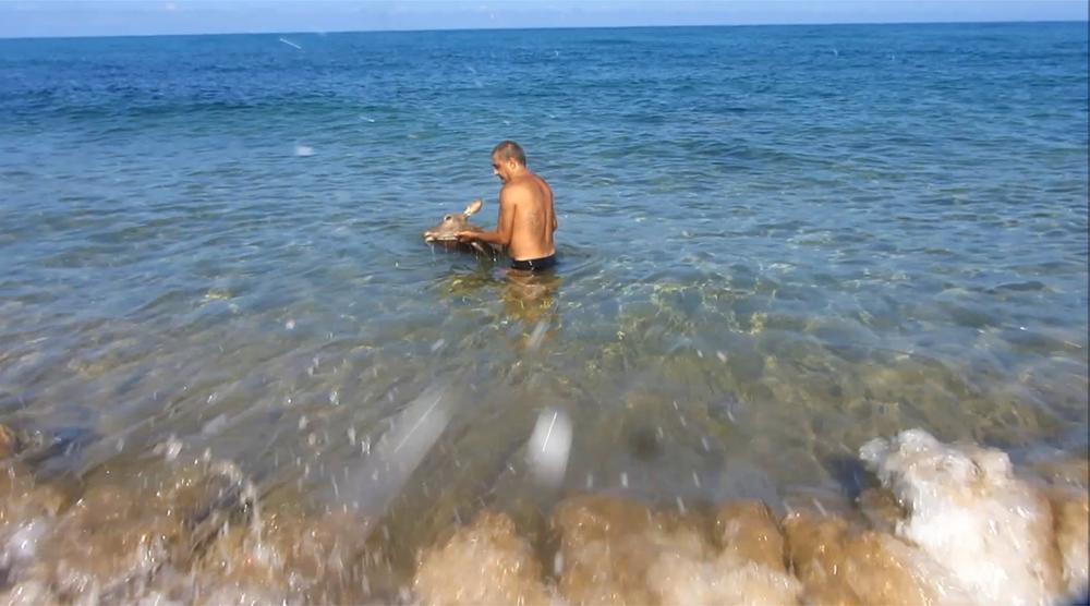 Arbus, cervo inseguito dai cani si tuffa in mare e annega davanti ai bagnanti