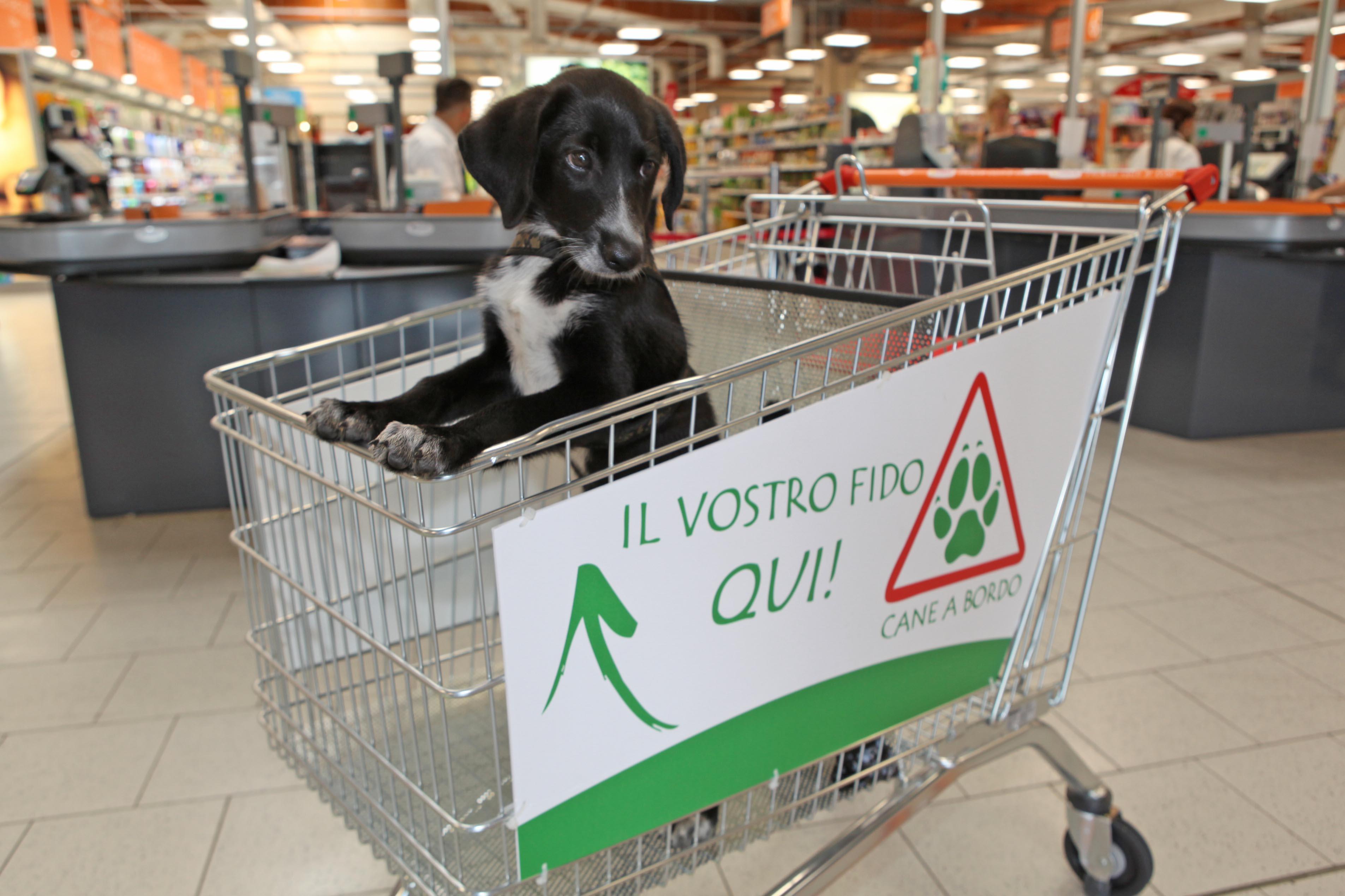 Fido entra al supermercato: al Conad un carrello è per lui 