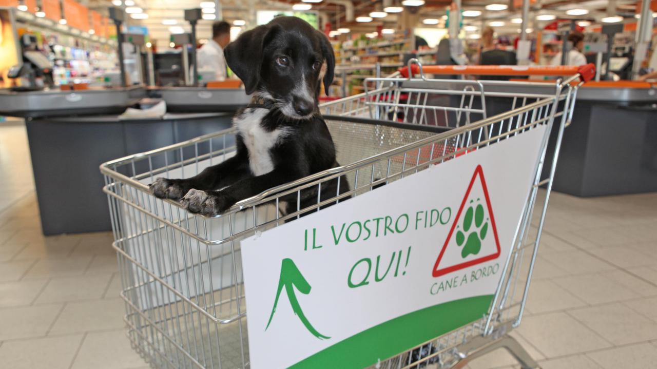 Fido entra al supermercato: al Conad un carrello è per lui