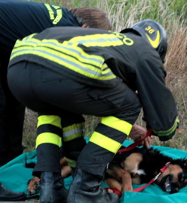 Gattini abbandonati, boom di adozioni 