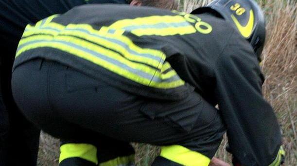 Gattini abbandonati, boom di adozioni