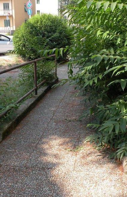 L’ailanto blocca l’accesso alle poste 
