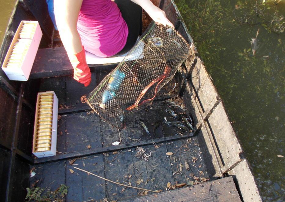 Censimento per i gamberi della Louisiana