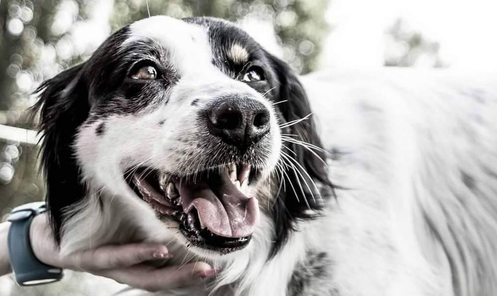 In corteo per ricordare il cane ucciso 