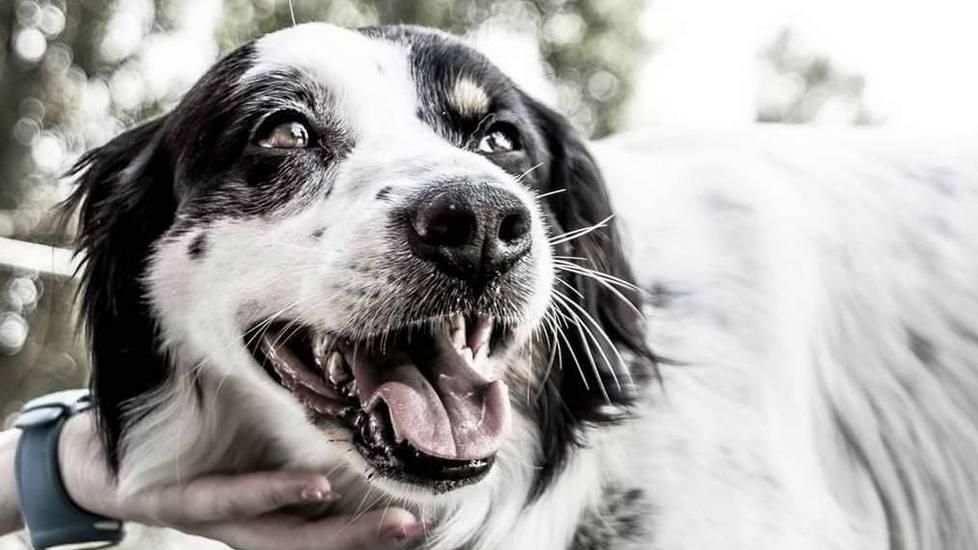 In corteo per ricordare il cane ucciso