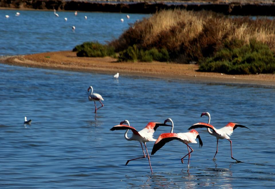 I fenicotteri nello stagno di Santa Gilla