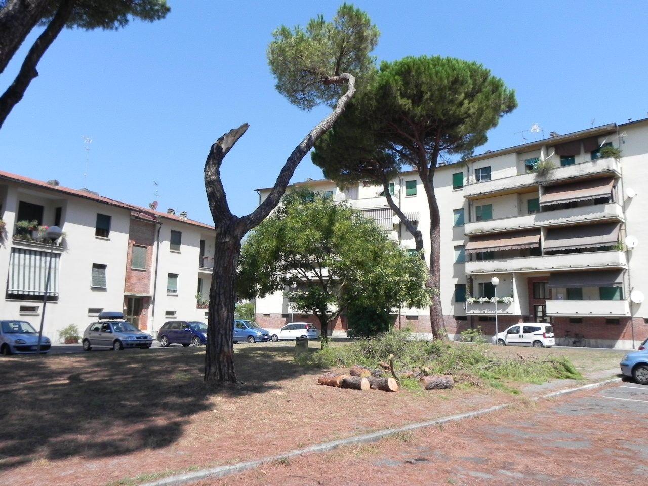 L'albero caduto in piazza a San Vito
