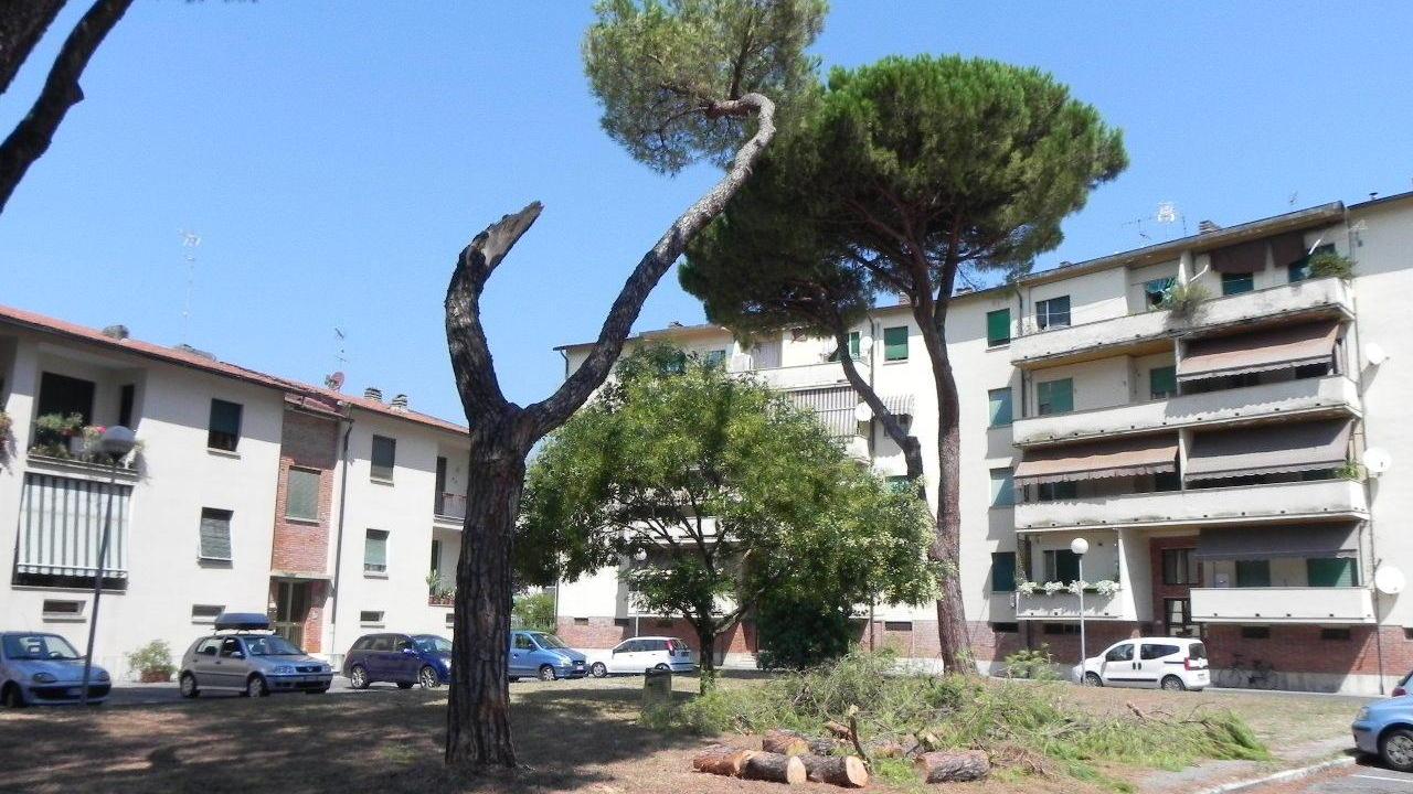 L'albero caduto in piazza a San Vito