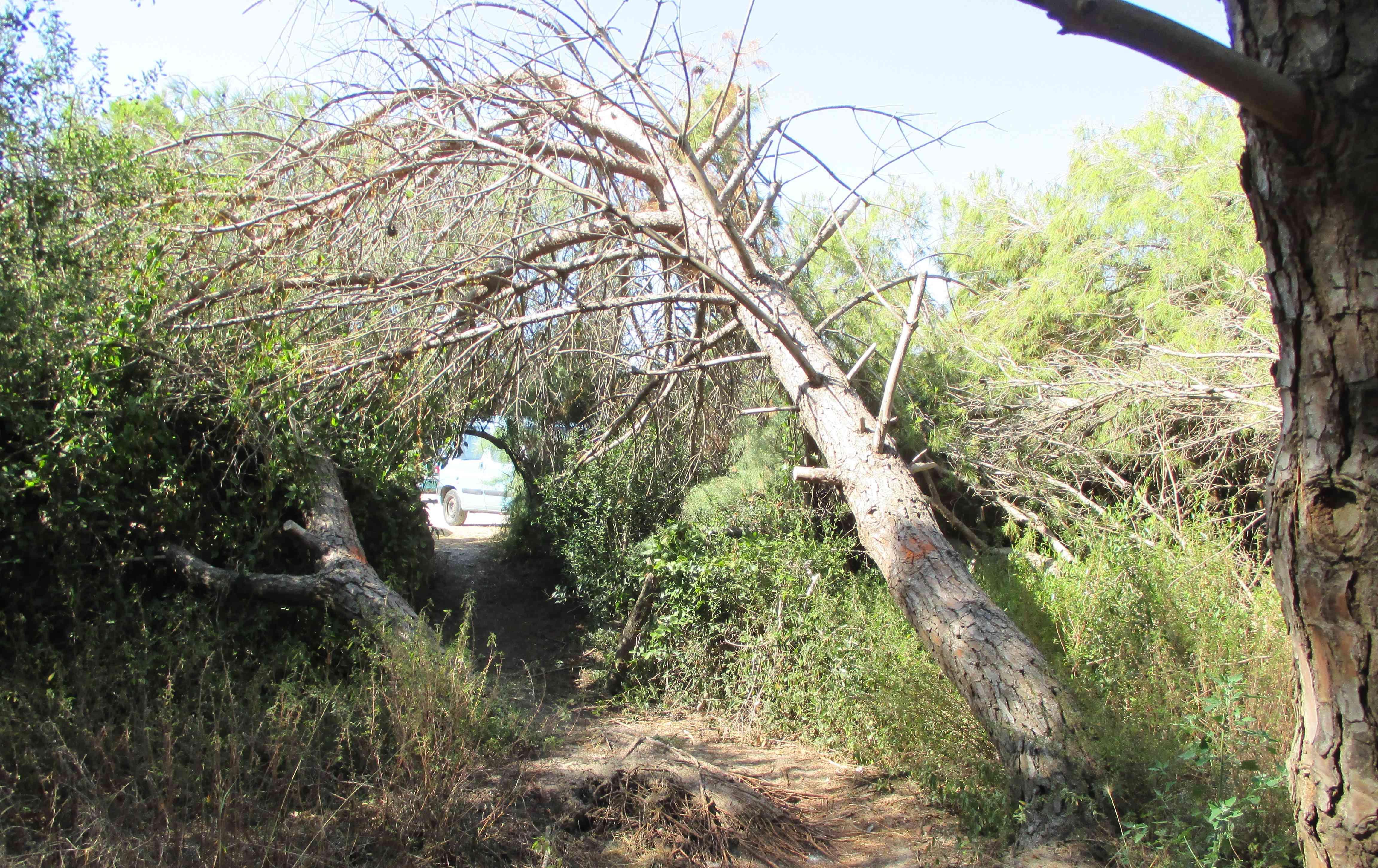 Un pino caduto nel parco della Sterpaia
