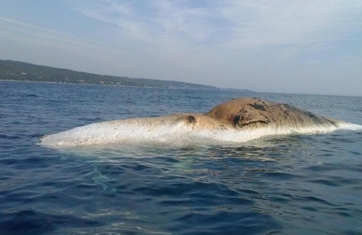 Il cetaceo morto fotografato nel mare di Quercianella dal lettore Alberto Bonsignori