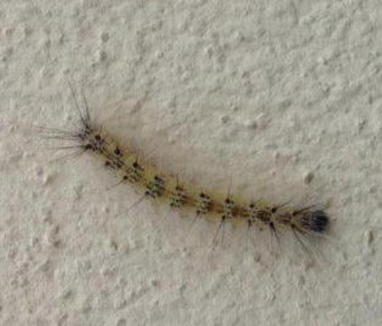 L’emergenza bruchi si estende al Varignano