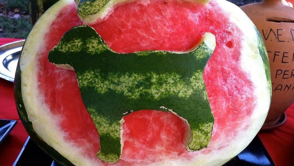 Canile, cocomerata di Ferragosto