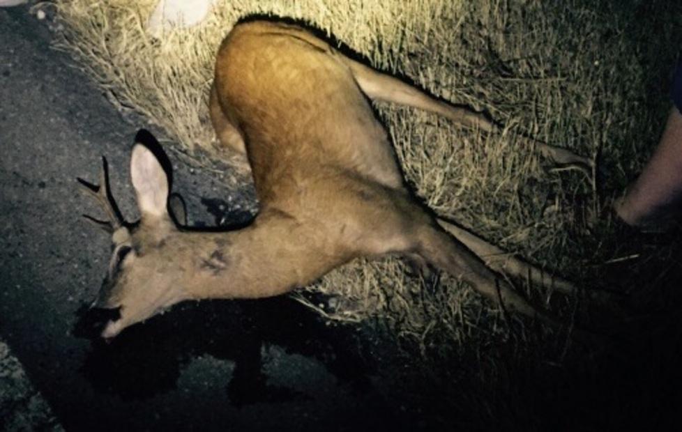 Investe un capriolo e non lo soccorre, rischia una multa