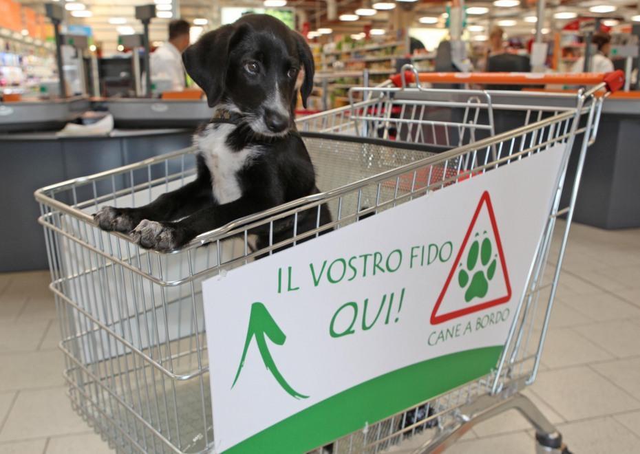Cani nel carrello della spesa, piace la novità del Conad 