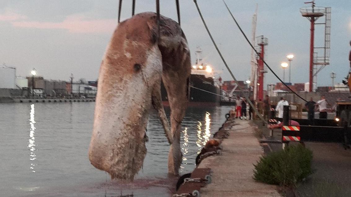 Il cetaceo viene issato dalla gru Bettarini e portato sulla banchina del Lucarelli terminal: la foto è di Carlo Cavaciocchi
