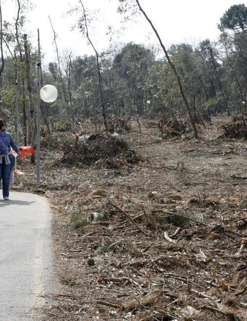 Dal Corpo Forestale le piante per il parco della Versiliana 