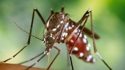 La West Nile Disease colpisce ancora