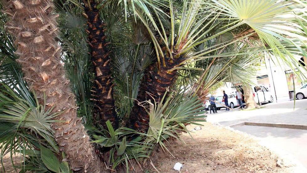 A fuoco una palma vicino alla chiesa