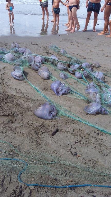 Vedono una rete in mare e la tirano. Trovano attaccate cinquanta meduse