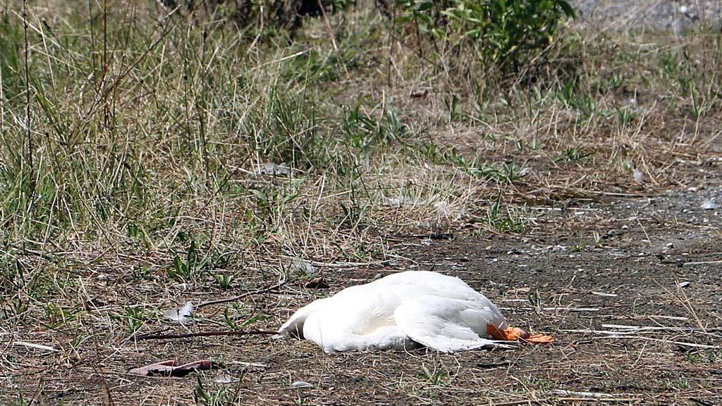 Strage di anatre e oche al torrente Brugiano. I residenti: "Uccise col fucile"