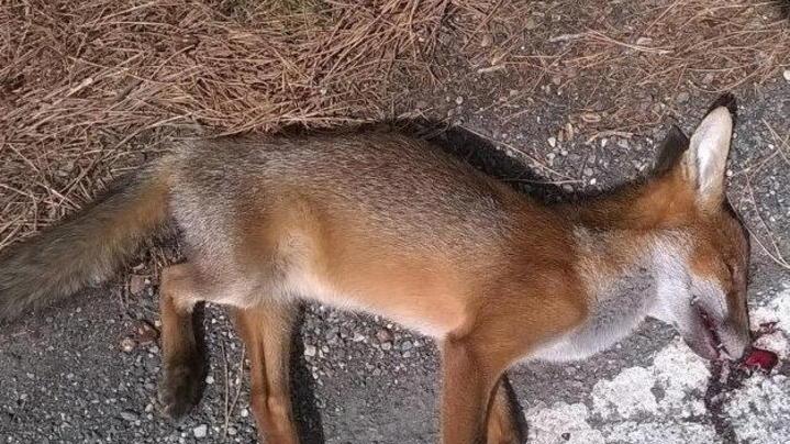 Giovane volpe investita, muore sull’asfalto