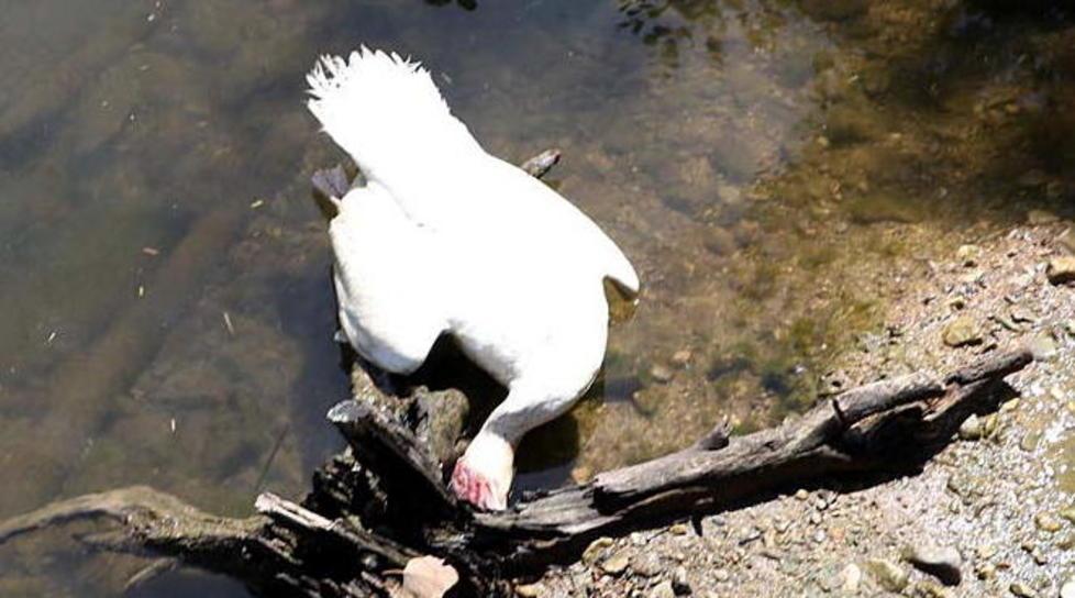 Strage di anatre e oche al Brugiano «Uccise col fucile» 