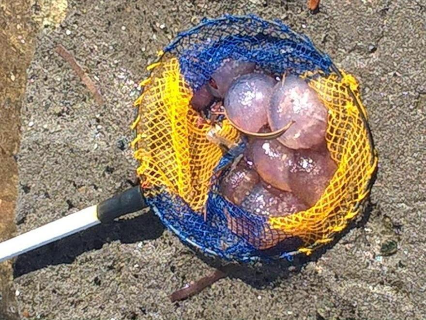 Castiglioncello, litorale assediato dalle meduse