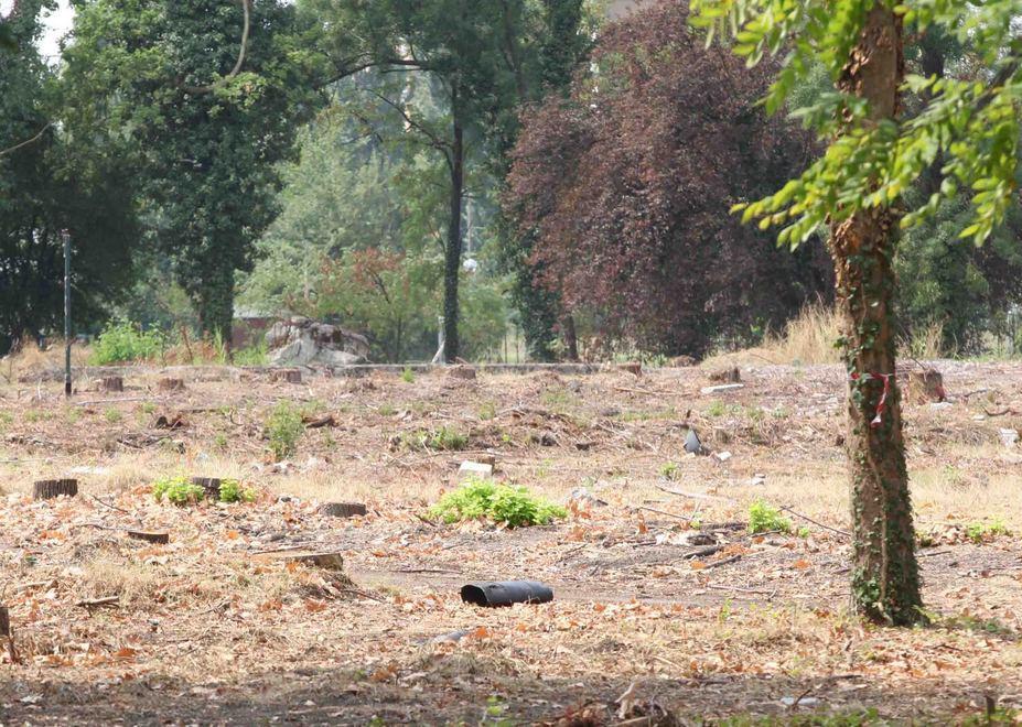 Abbattuti gli alberi dell’ex casa di riposo di Ospizio