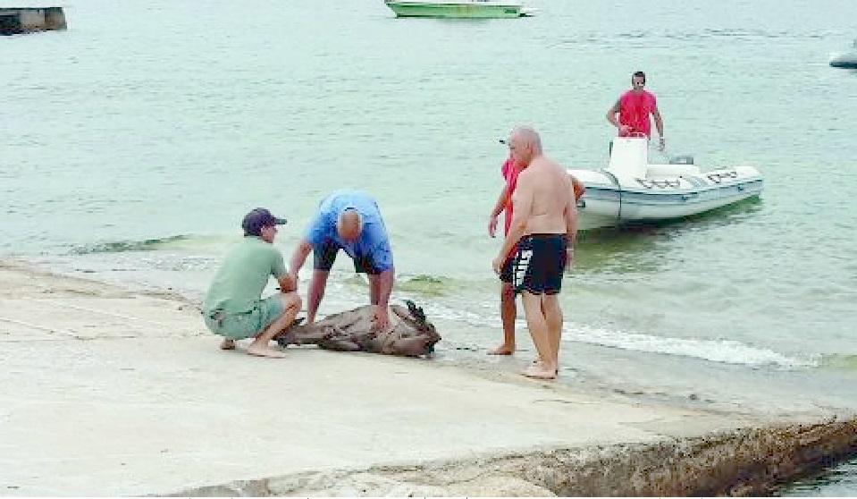 Il soccorso del daino a Pischina Salida