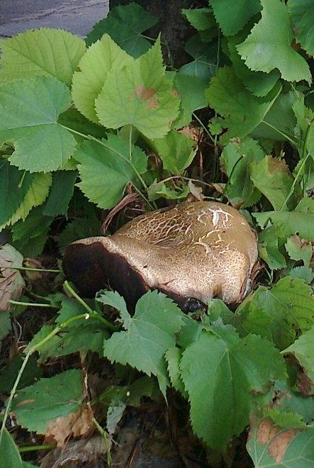 Funghi extra, ma solo da fotografare