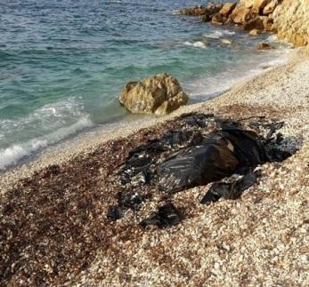 Una carcassa di cetaceo putrefatta all’Acquavivetta