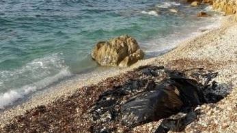 Una carcassa di cetaceo putrefatta all’Acquavivetta