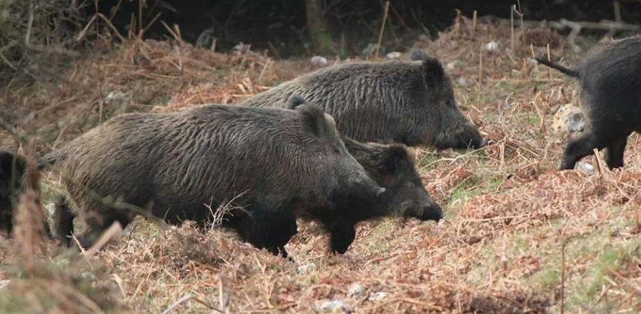 Savignano, cinghiali devastano le colture vicino alle case 