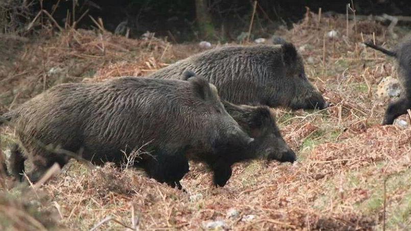 Savignano, cinghiali devastano le colture vicino alle case