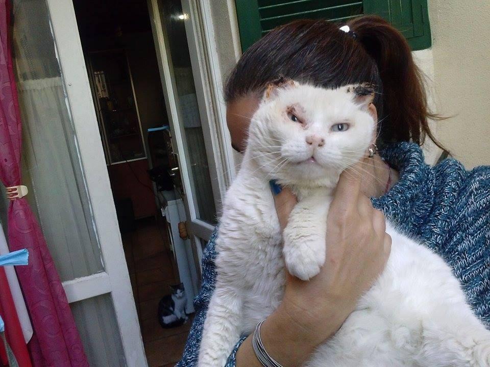La gatta Nime uccisa da un calcio