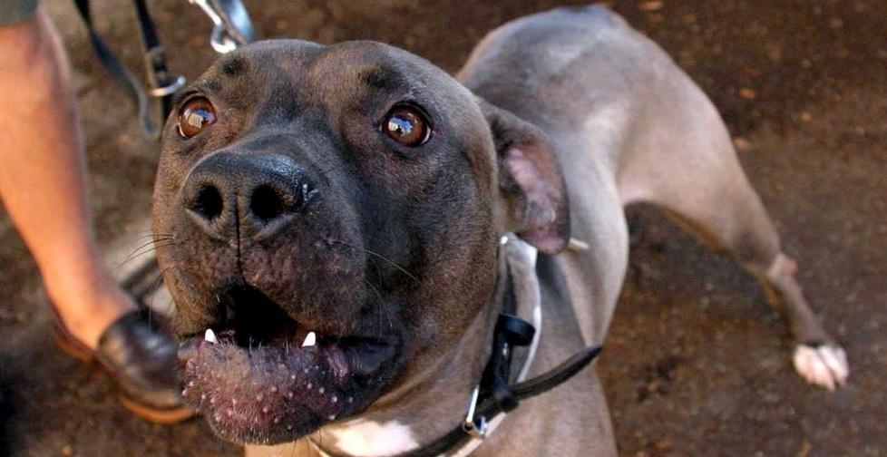 Cavriago, morsica un uomo: cane ai “domiciliari” 