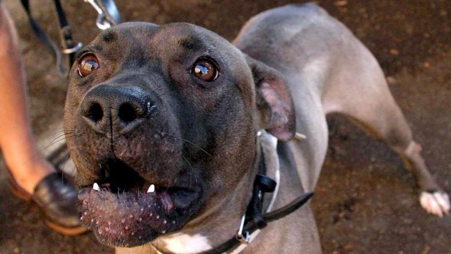 Cavriago, morsica un uomo: cane ai “domiciliari”
