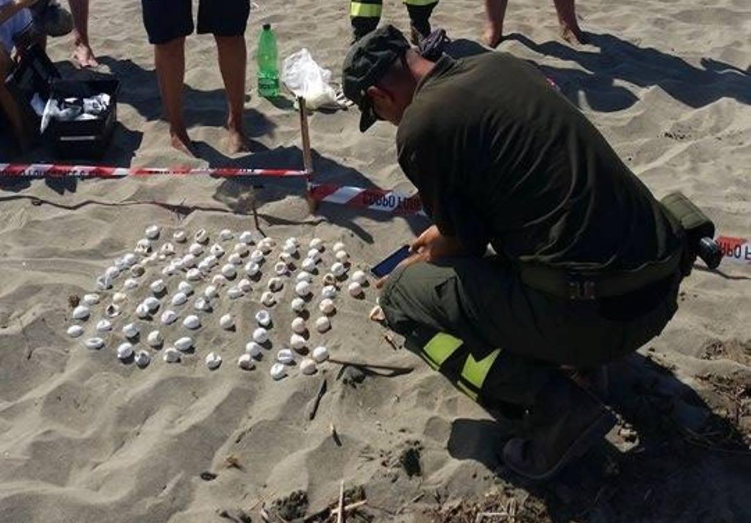 I ranger e gli esperti dell'area marina protetta esaminano le uova deposte dalla tartaruga