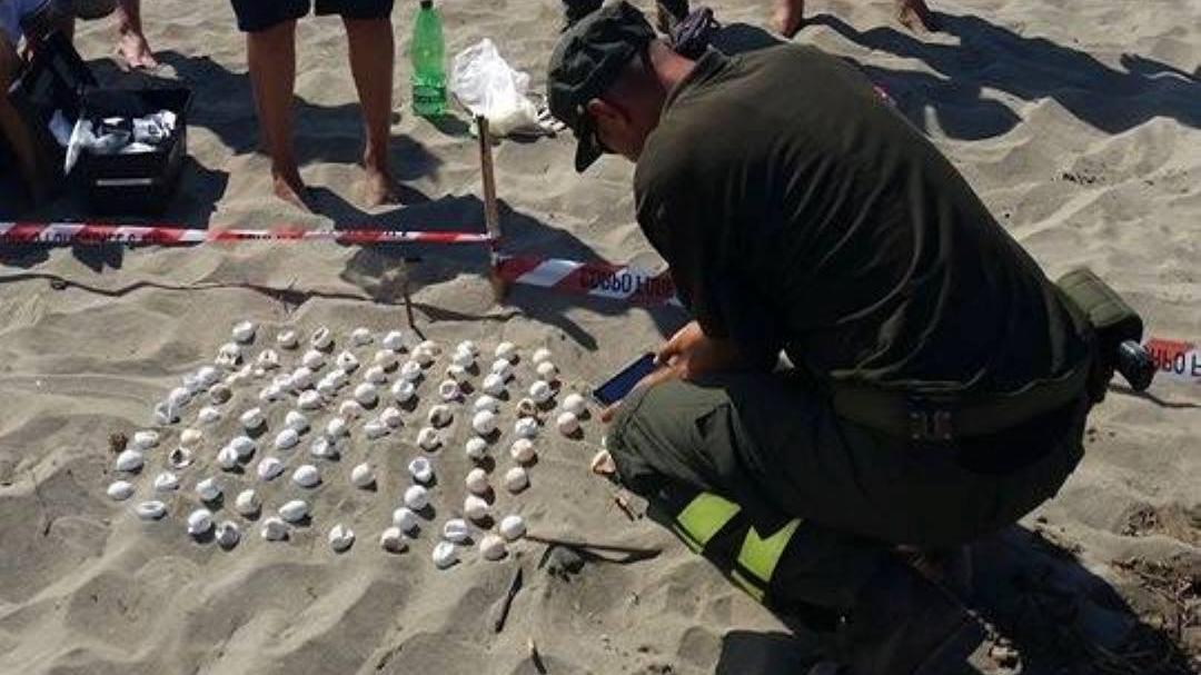 I ranger e gli esperti dell'area marina protetta esaminano le uova deposte dalla tartaruga