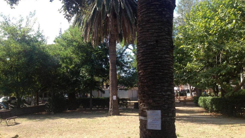 Palme pericolanti al parco delle Ghiaie