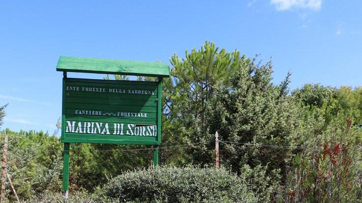 Platamona: in vendita sette ettari di pineta 
