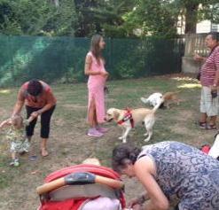 Cani liberi al parco: la gente è stufa e parte l’esposto 