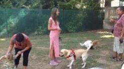 Cani liberi al parco: la gente è stufa e parte l’esposto