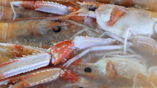 Scampi e rosè, così si delizia il palato al ristorante Alberica