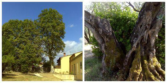 Platano di Villa Giamari e l'olivo Randazzo 