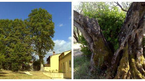 Platano di Villa Giamari e l'olivo Randazzo