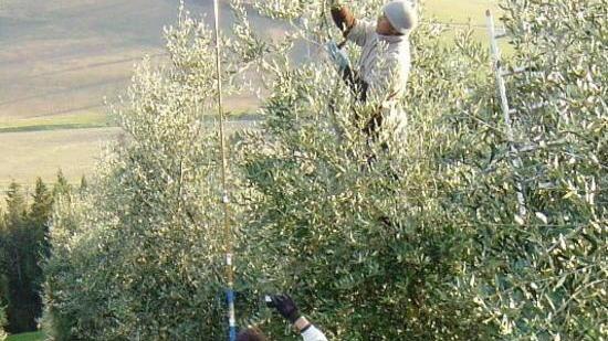 A caccia di contributi per l’olivicoltura