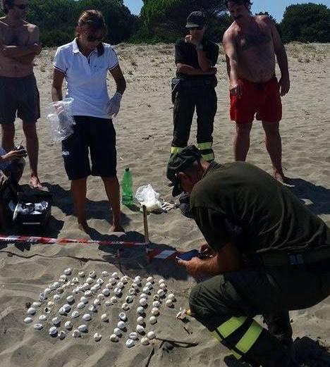Tartaruga depone le uova in spiaggia
