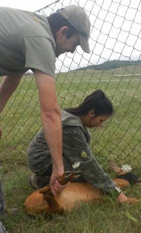 Catturato capriolo che vagava nell’area dell’aeroporto 